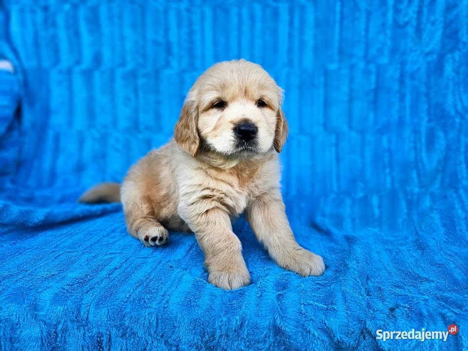 Golden Retriever złoty szczeniak Polesie
