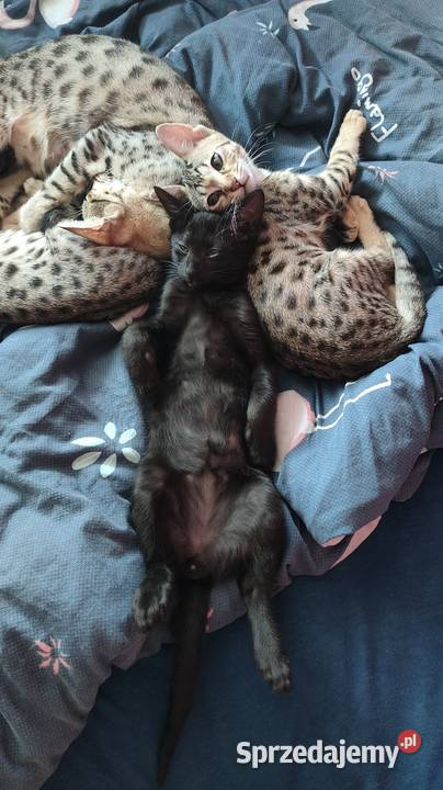 Savannah F5 Pozostałe Jarantowice