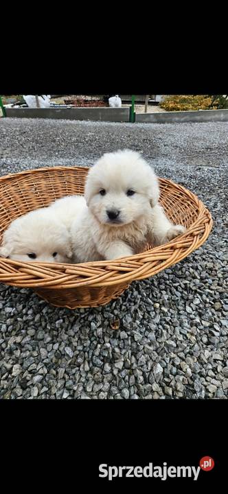 Polski Owczarek Podhalanski szczeniaki Owczarek