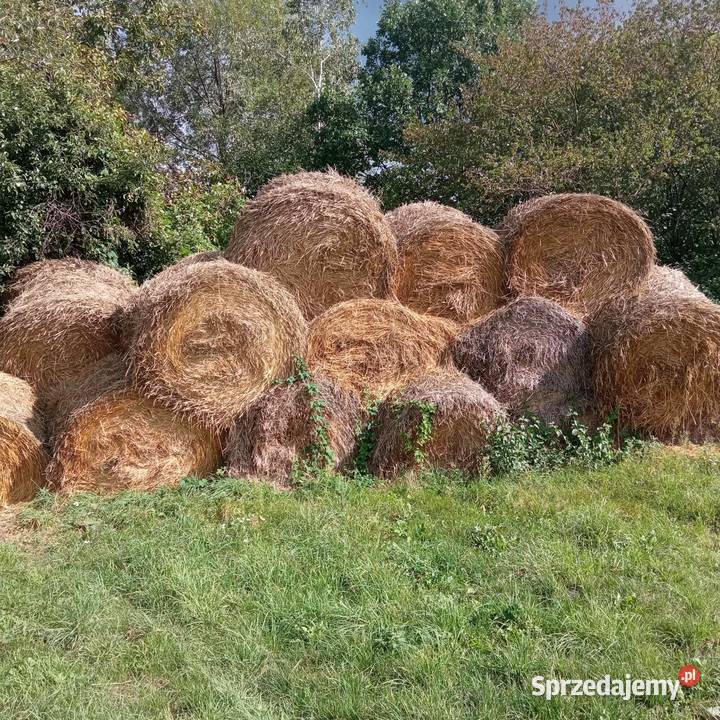 Słoma żytnia mazowieckie Rumunki