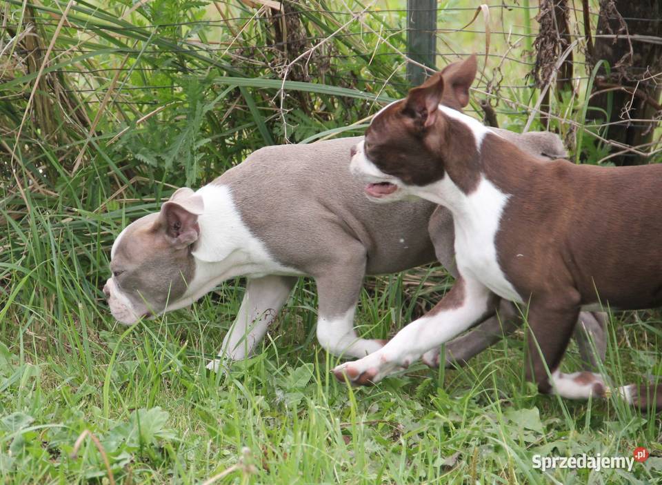 Boston Terrier color