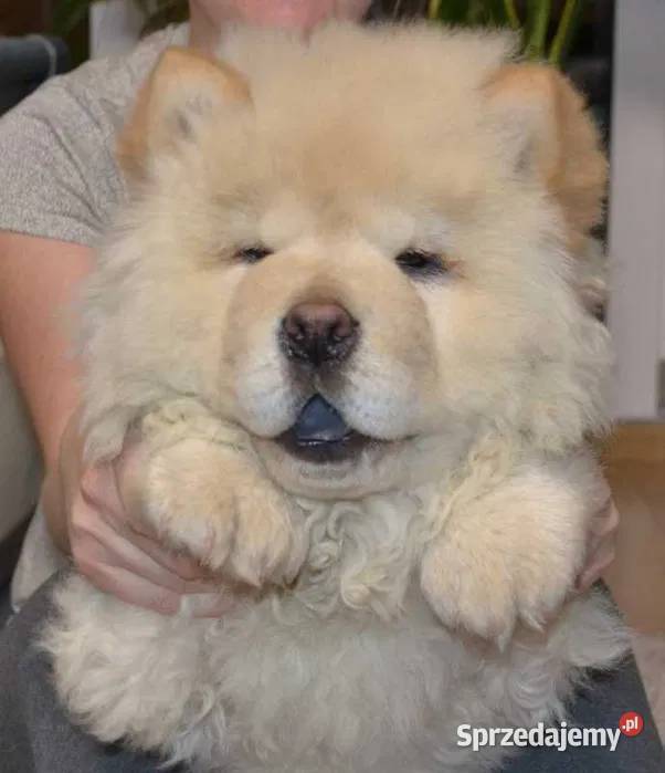 CHOW CHOW CZAU CZAU Pozostałe łódzkie Drogusza