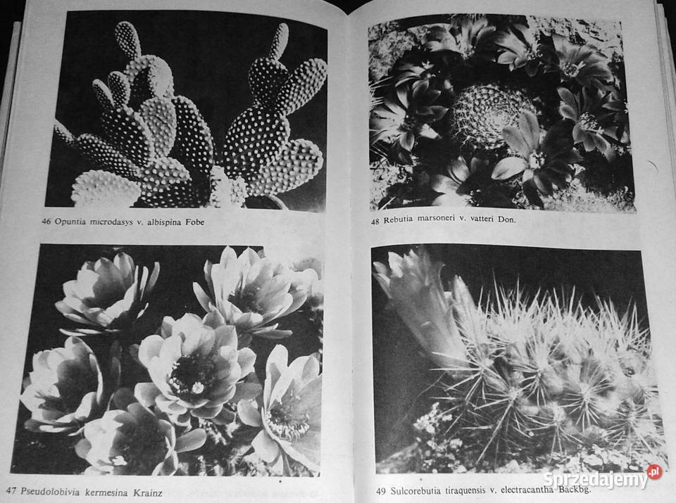 Uprawa kaktusów Stanisław Hinz Mieczysław Chełm