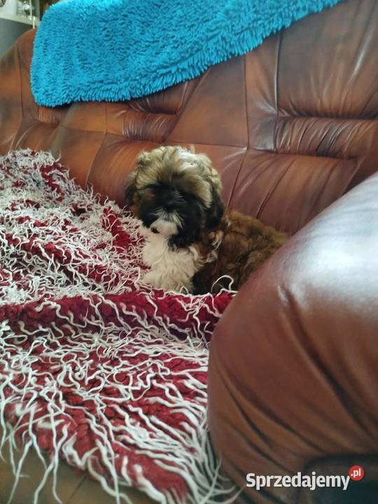 Shih Tzu Pacanów