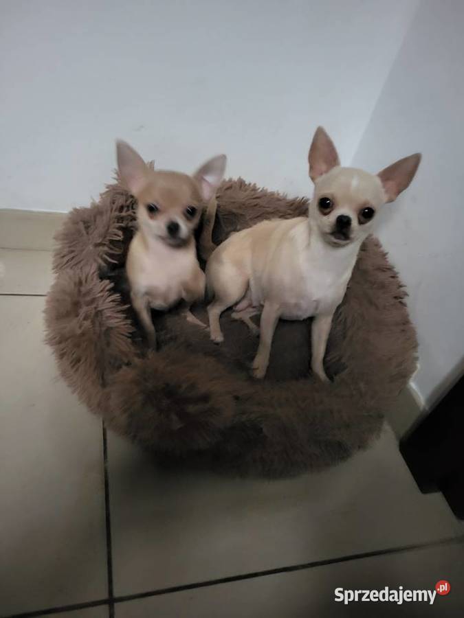 chihuahua kujawsko-pomorskie Grudziądz