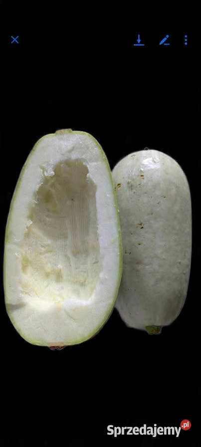 Cukinia Libańska zimowa do przechowywania małopolskie Kraków