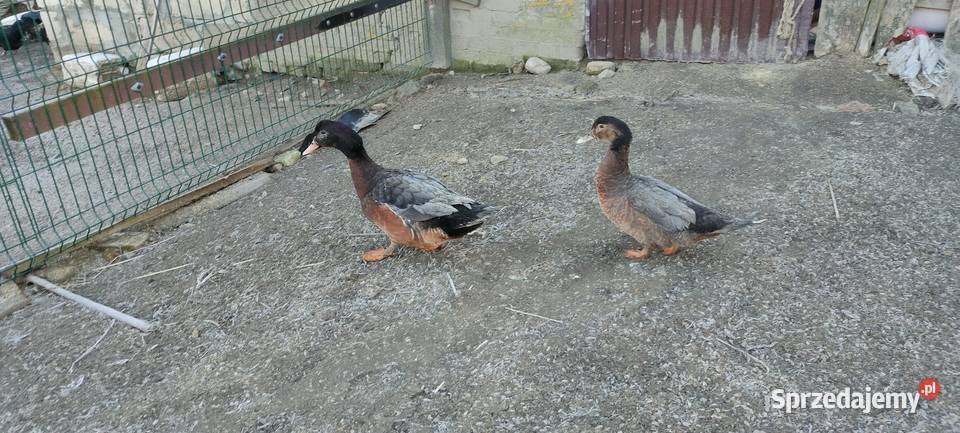 Sprzedam laczki z 25 roku