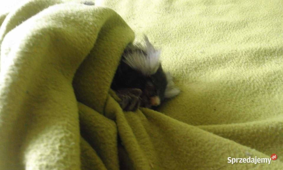 Małpka mini uistiti białoucha Iława