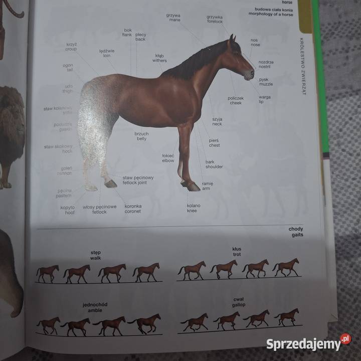 Słownik obrazkowy polskoangielski Usługi Łowicz