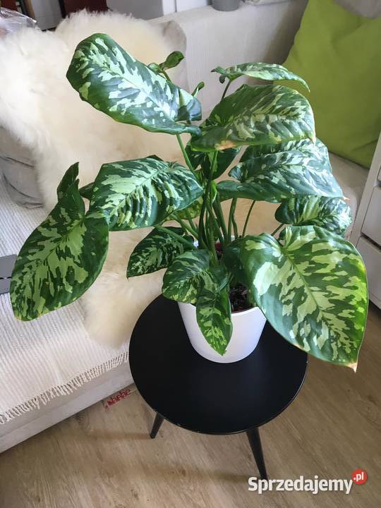 Homalomena camuflage Zielone sprzedam