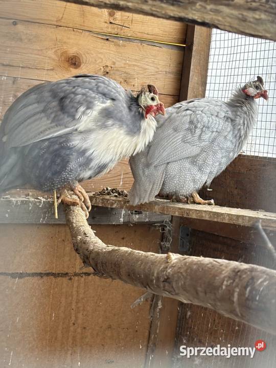 Perliczki 2 samice Ptaki Strzegom sprzedam