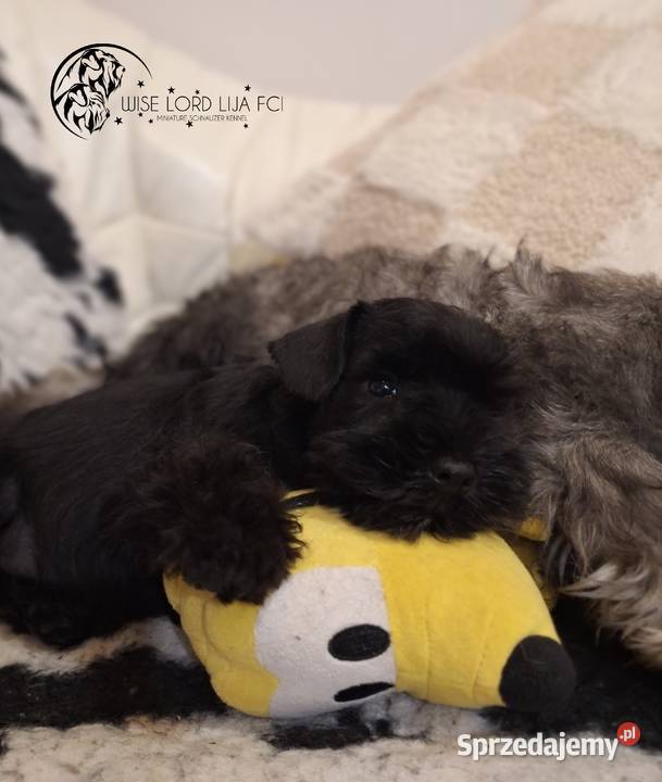 Sznaucer miniaturowy czarny rodowód FCIZKwP Sznaucer