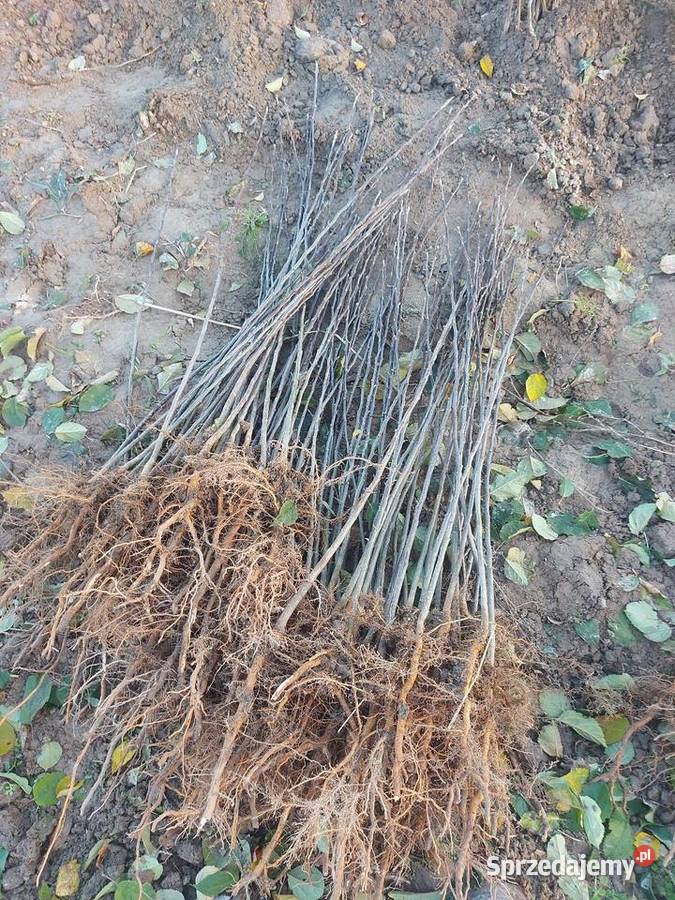 szczepienie jabłoni podkładki antonówki Żółkiewka-Osada prace ogrodowe