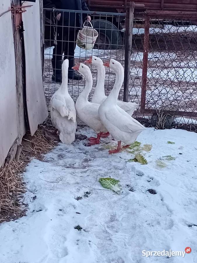 Gęsi chińskie Wawrzeńczyce