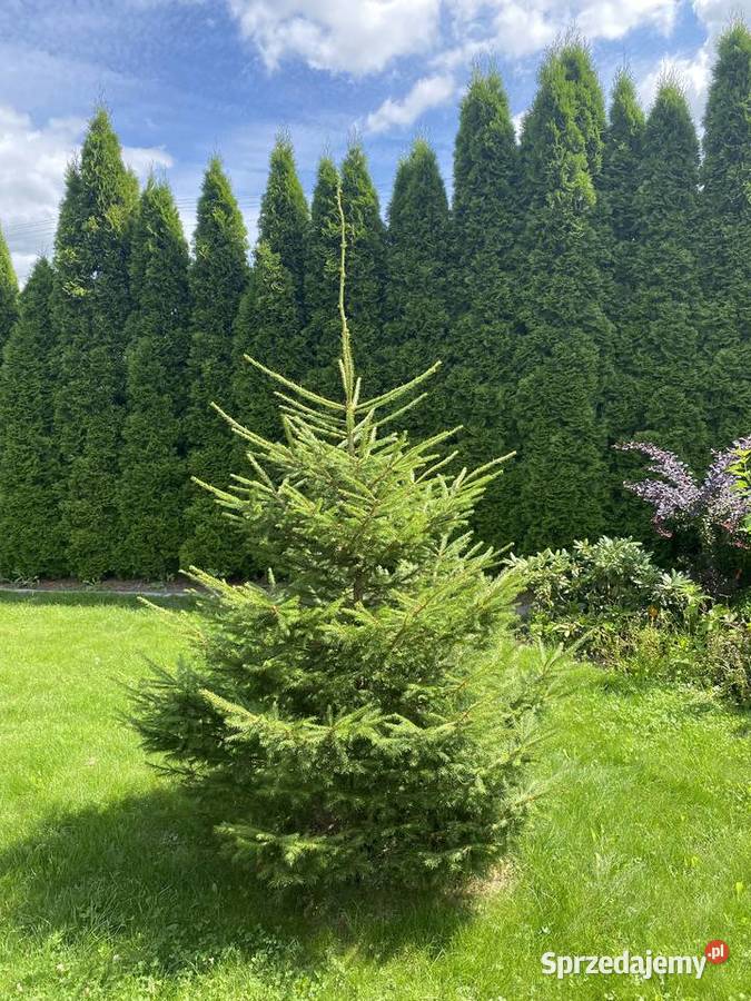 Sprzedam dom z dużym ogrodem 160m2 warmińsko-mazurskie Michałowo