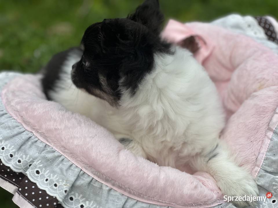 Chihushua długowłosy Chihuahua sprzedam