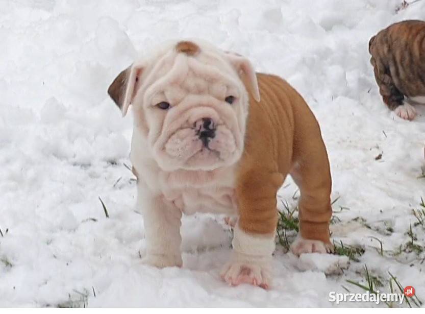 Buldog angielski FCI samiec Kielce