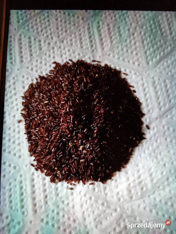 Sprzedam babkę płesznik Zboża łódzkie Teofilki