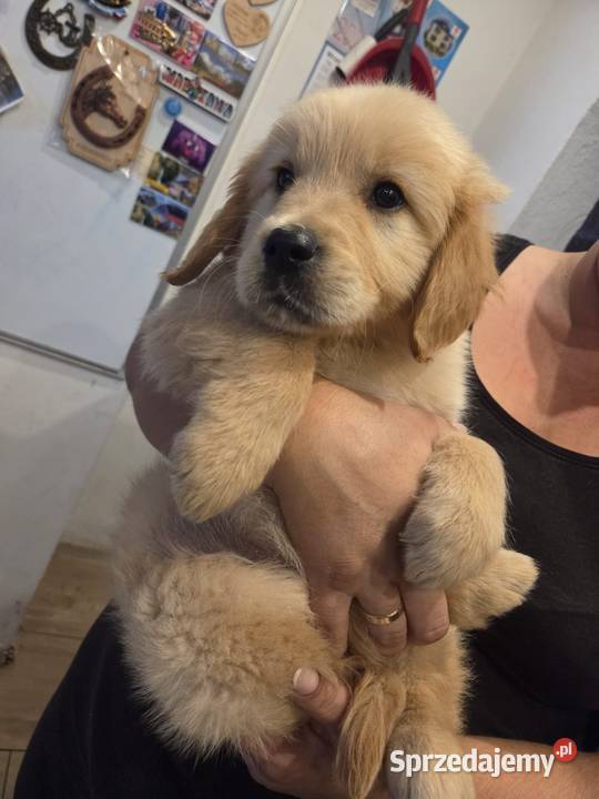 Golden Retriever gotowe do odbioru Tułowice