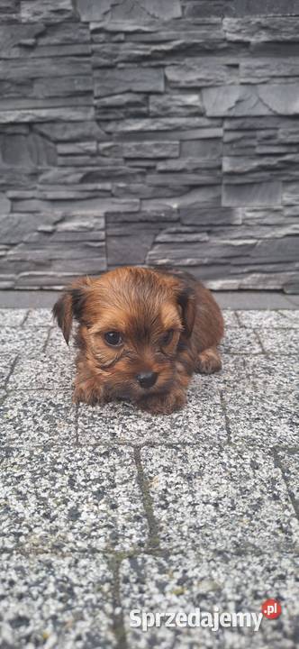 York terrier chłopczyk Chróścin