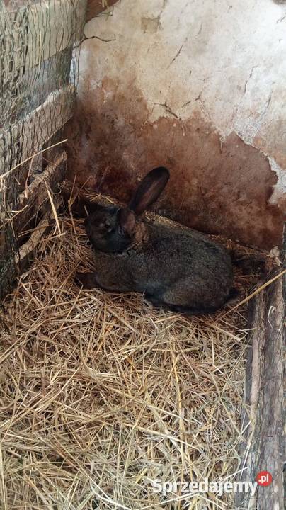 Młode samce Obarzym