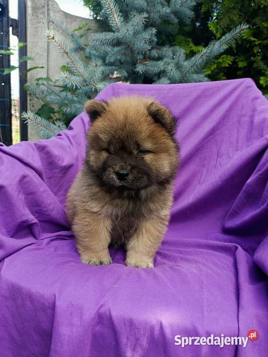 Wzorcowe Chow Chow Czał Czał doskonały exterrier Krapkowice