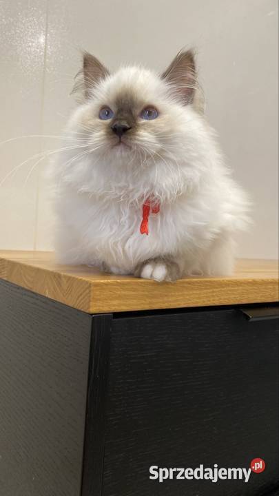Kotka hodowlana FPL ragdoll Ragdoll śląskie Katowice sprzedam