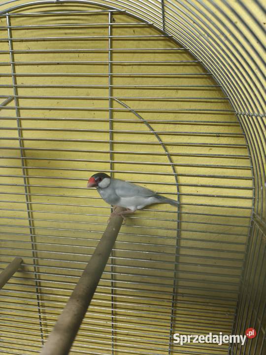 Ryżowce Ptaki Poznań