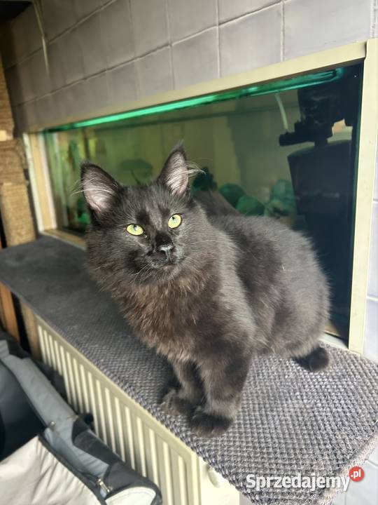 Kocurek Norweski Leśnygotowy do zmiany domu Norweski Rybnik sprzedam