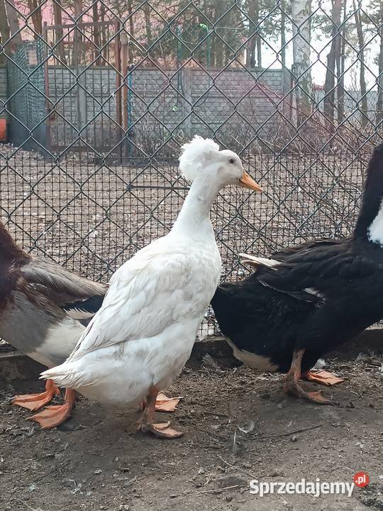 Jaja lęgowe kaczek staropolskich Ujazd