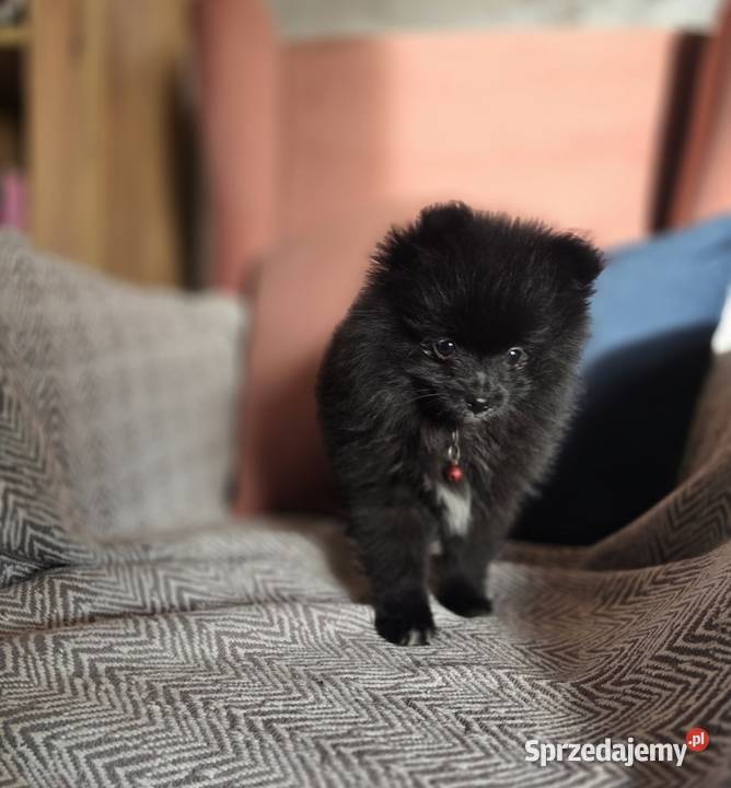 Pomeranian szpic miniaturowy Tarnów