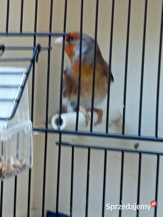 Sprzedam nierozłączki i bastardy małopolskie Gródek nad Dunajcem sprzedam