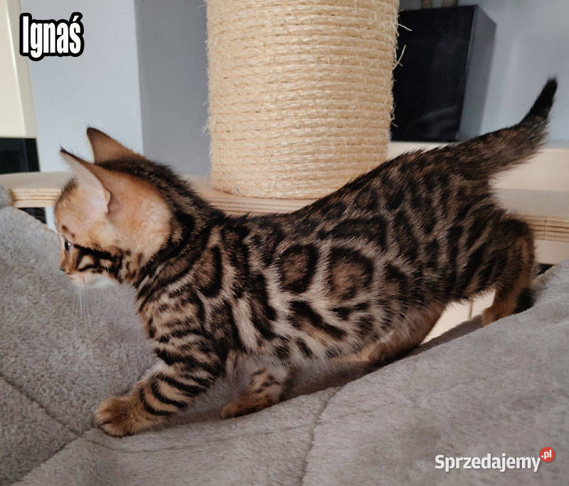 Kocięta bengalskie z rodowodem Rogów sprzedam