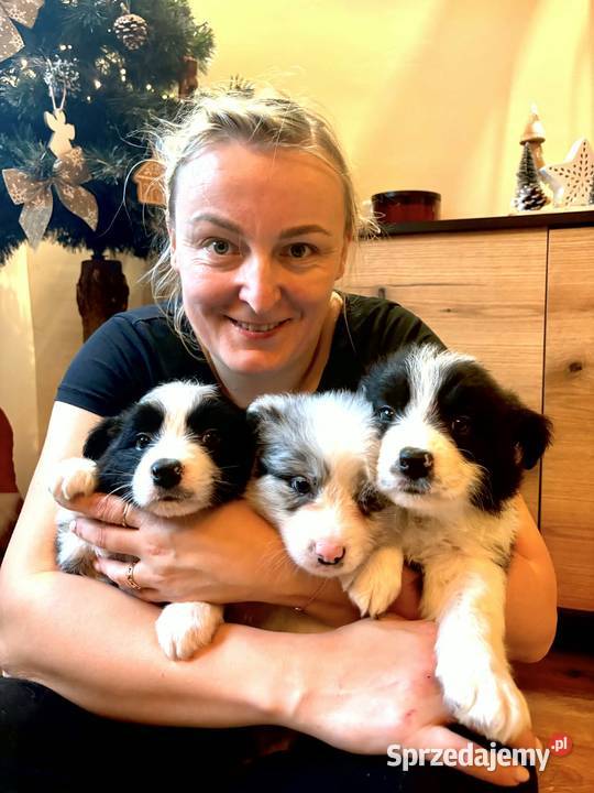 Border collie szczenieta GOTOWE DO ODBIORU Łobżenica