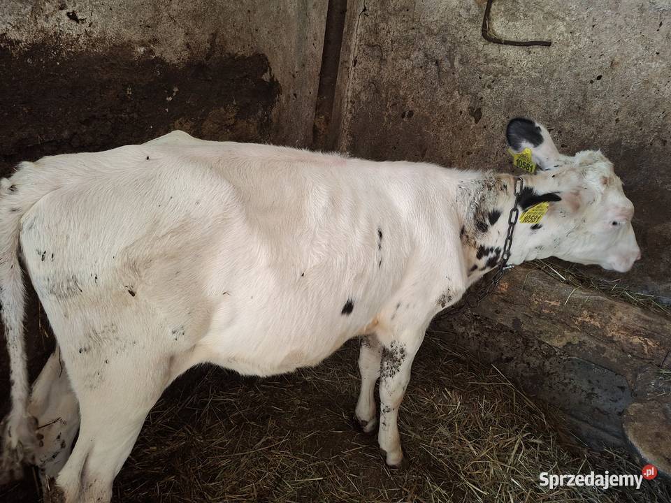 Sprzedam Dwie jałówki simental i hf Ozorków