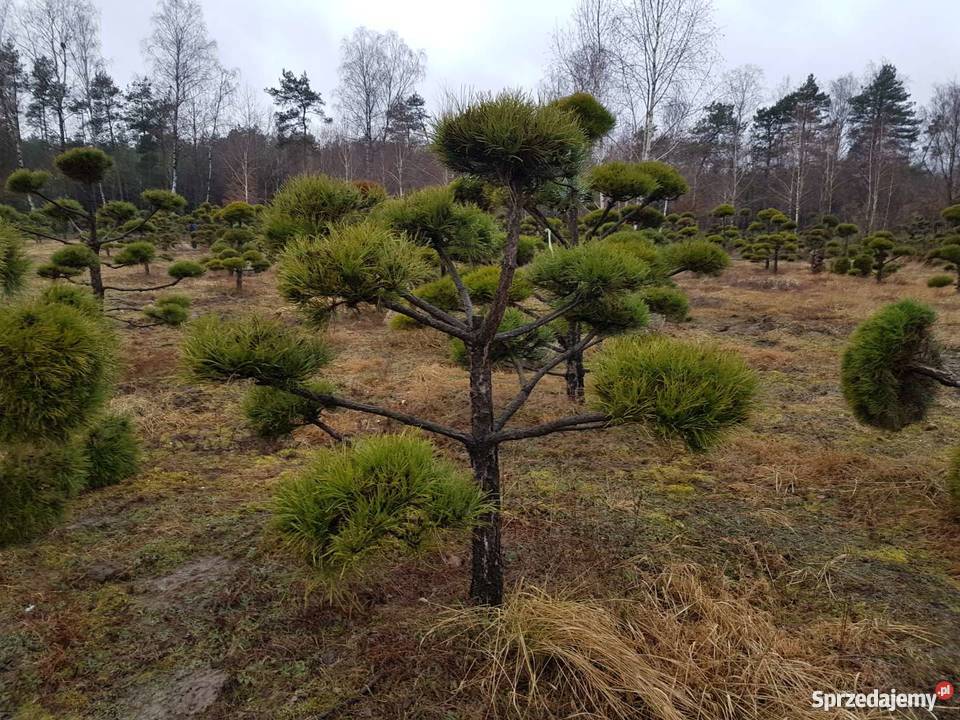 BONSAI z Sosny Czarnej HIT Rydzyny