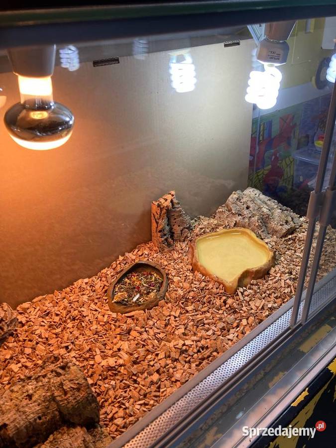 Żółw stepowy terrarium akcesoria