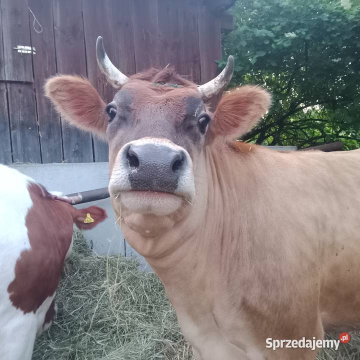 Sprzedam 2 eko krowy SM i Yersey w ręce mazowieckie