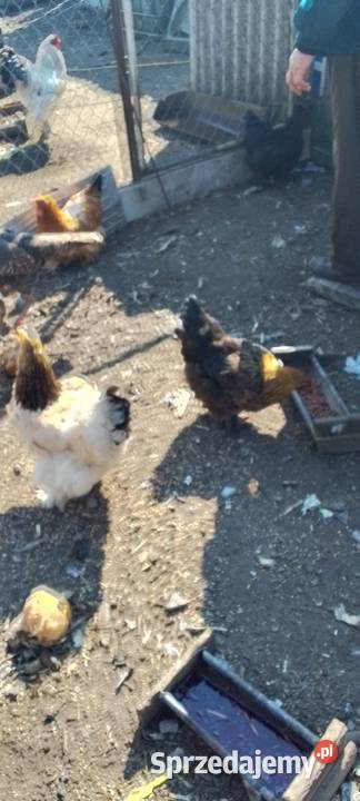 Sprzedam jaja lęgowe kur rasy kochin olbrzymi