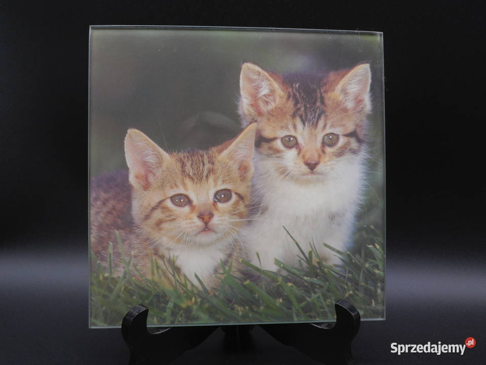 Obrazek na szkle przedstawia parę małych kotów Raszków
