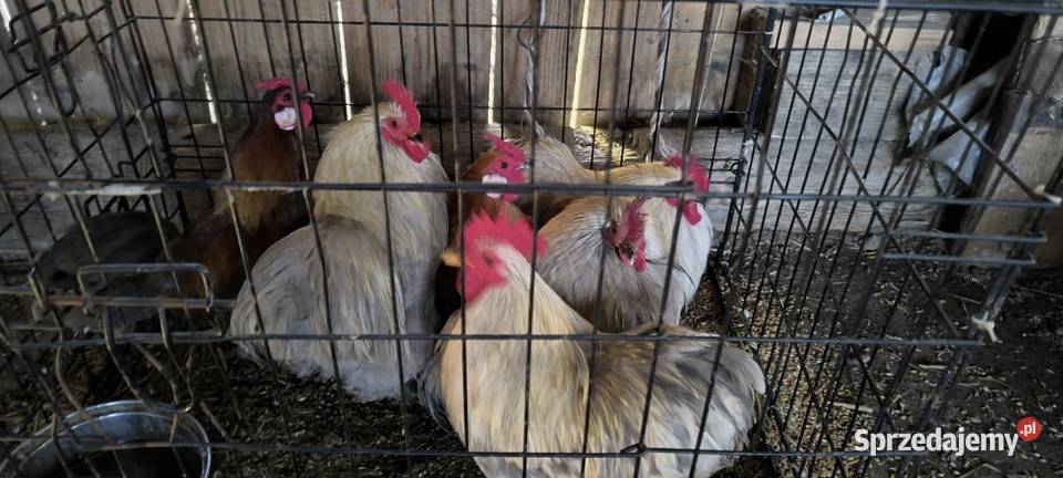 Zmienią kurnik podkarpackie Białka