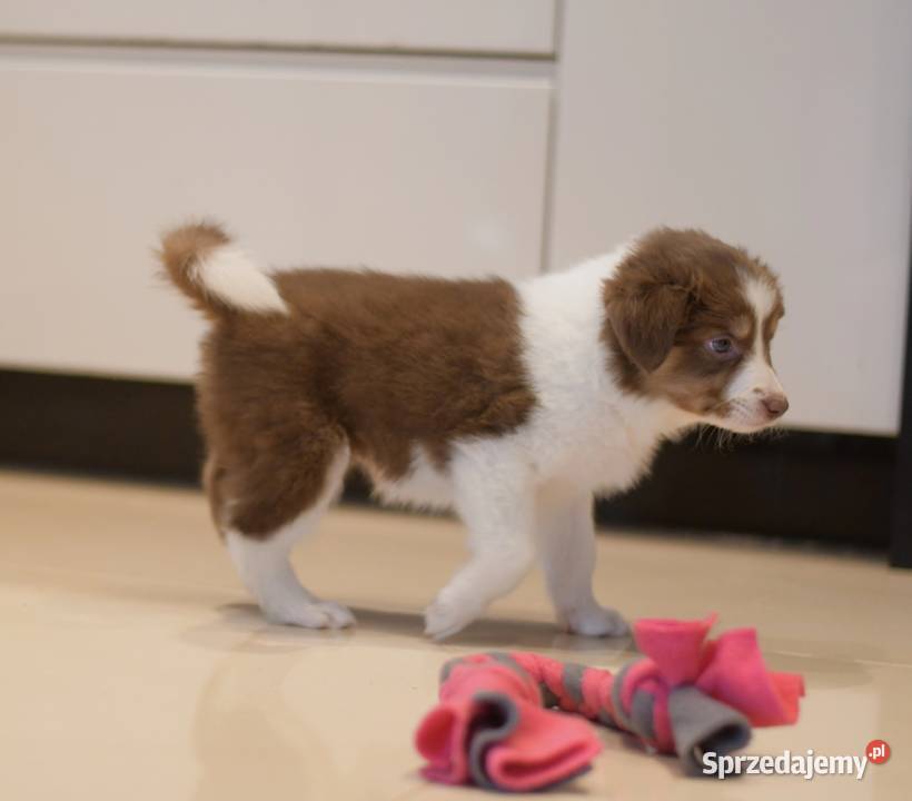 Border Collie szczenieta Drawno