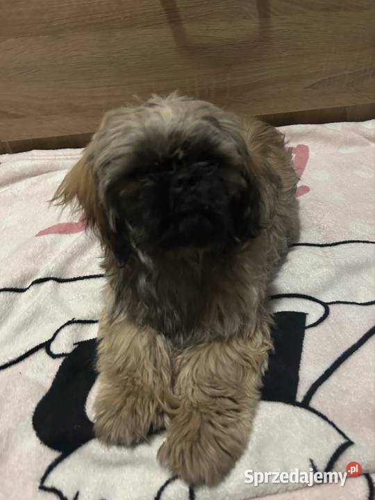 szczeniak Psy warmińsko-mazurskie Gierzwałd