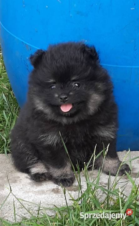 Szpic miniaturowy pomeranian Lutomiersk