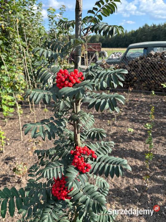 Jarząb pospolity Fastigiata 150230 jarząb Sompolno sprzedam