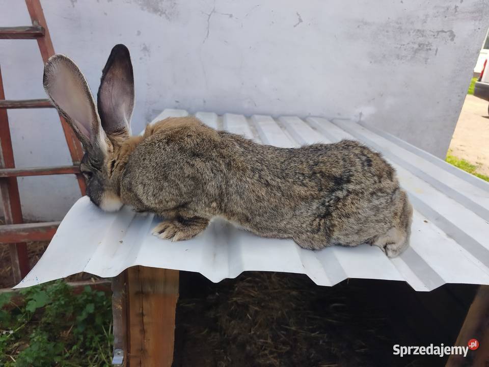 Sprzedam dorosłego samca