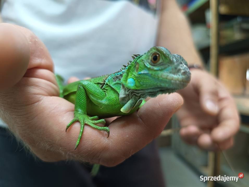 Legwan zielony Iguana Red blue i green dolnośląskie Jawor