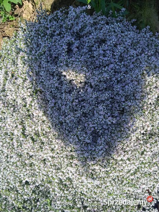 Zatrwian tatarski kwiat Pozostałe lubelskie Izbica