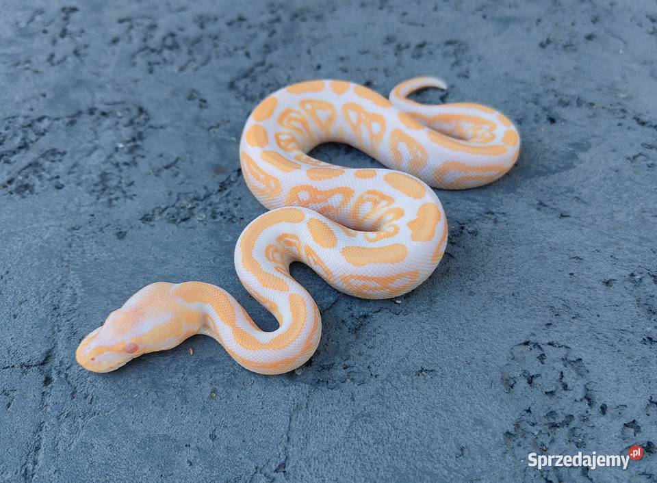 Albino Black Pastel samica Pyton Królewski mazowieckie Warszawa