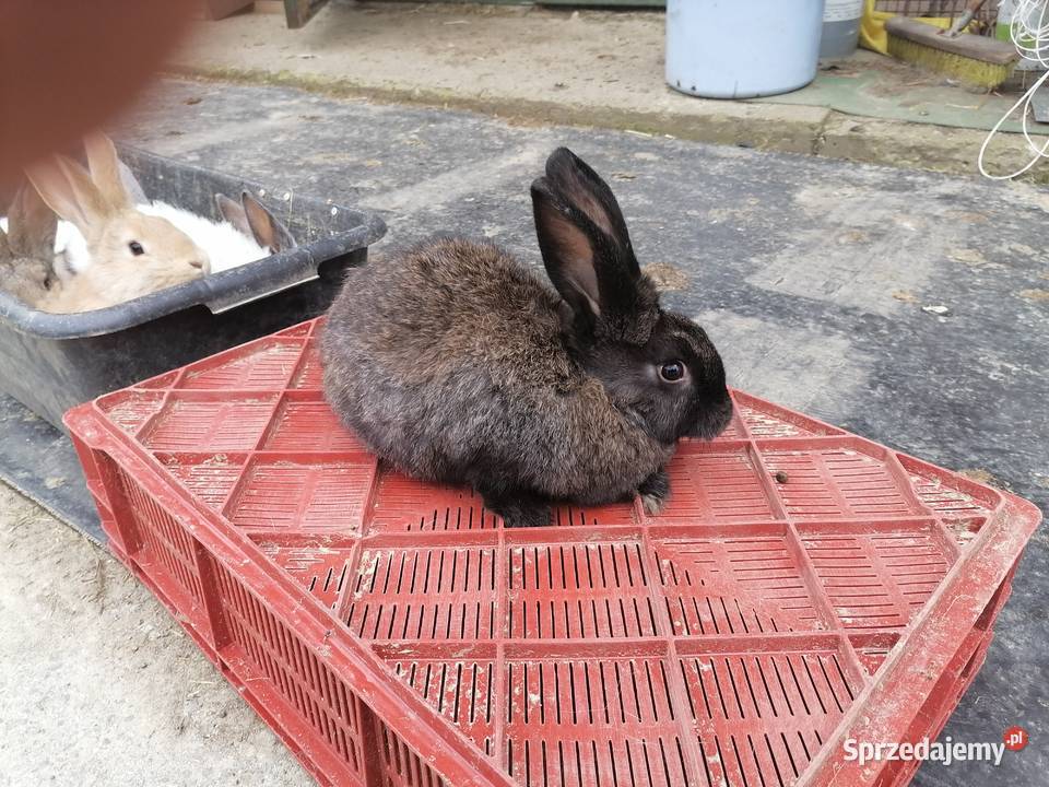 Sprzedam króliki 4M Rolnictwo